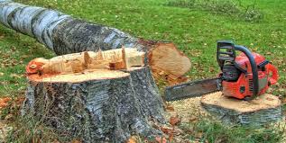 Best Tree Cabling and Bracing  in Lantana, TX