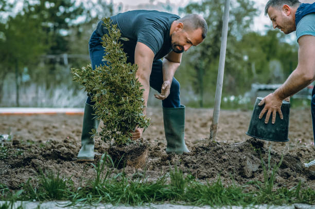 How Our Tree Care Process Works  in  Lantana, TX