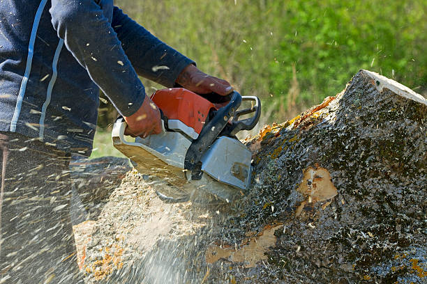 Best Lawn Grading and Leveling  in Lantana, TX
